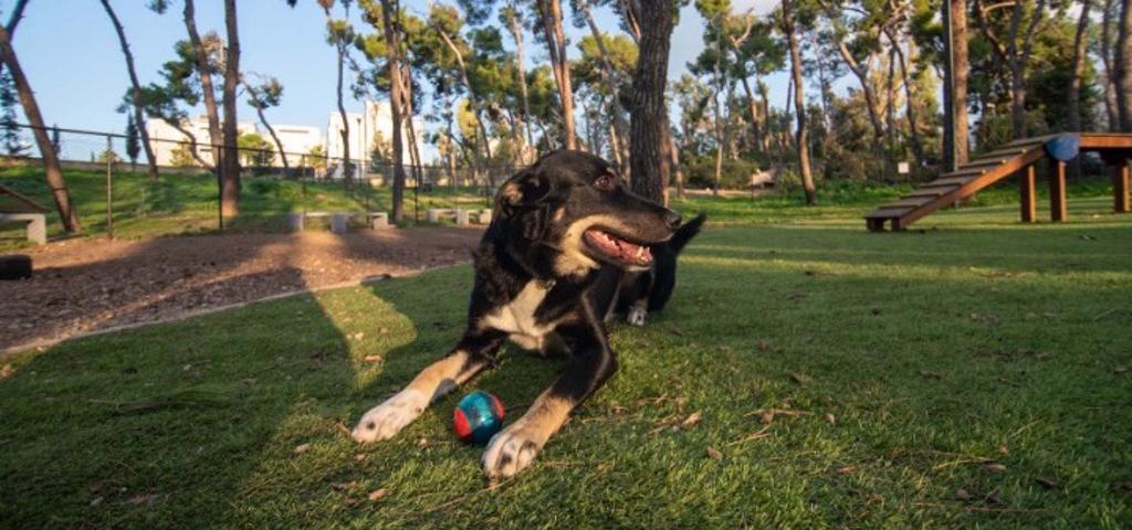 Δύο νέα σύγχρονα πάρκα για σκύλους στις γειτονιές της Αθήνας Δύο νέα σύγχρονα πάρκα για σκύλους στις γειτονιές της Αθήνας